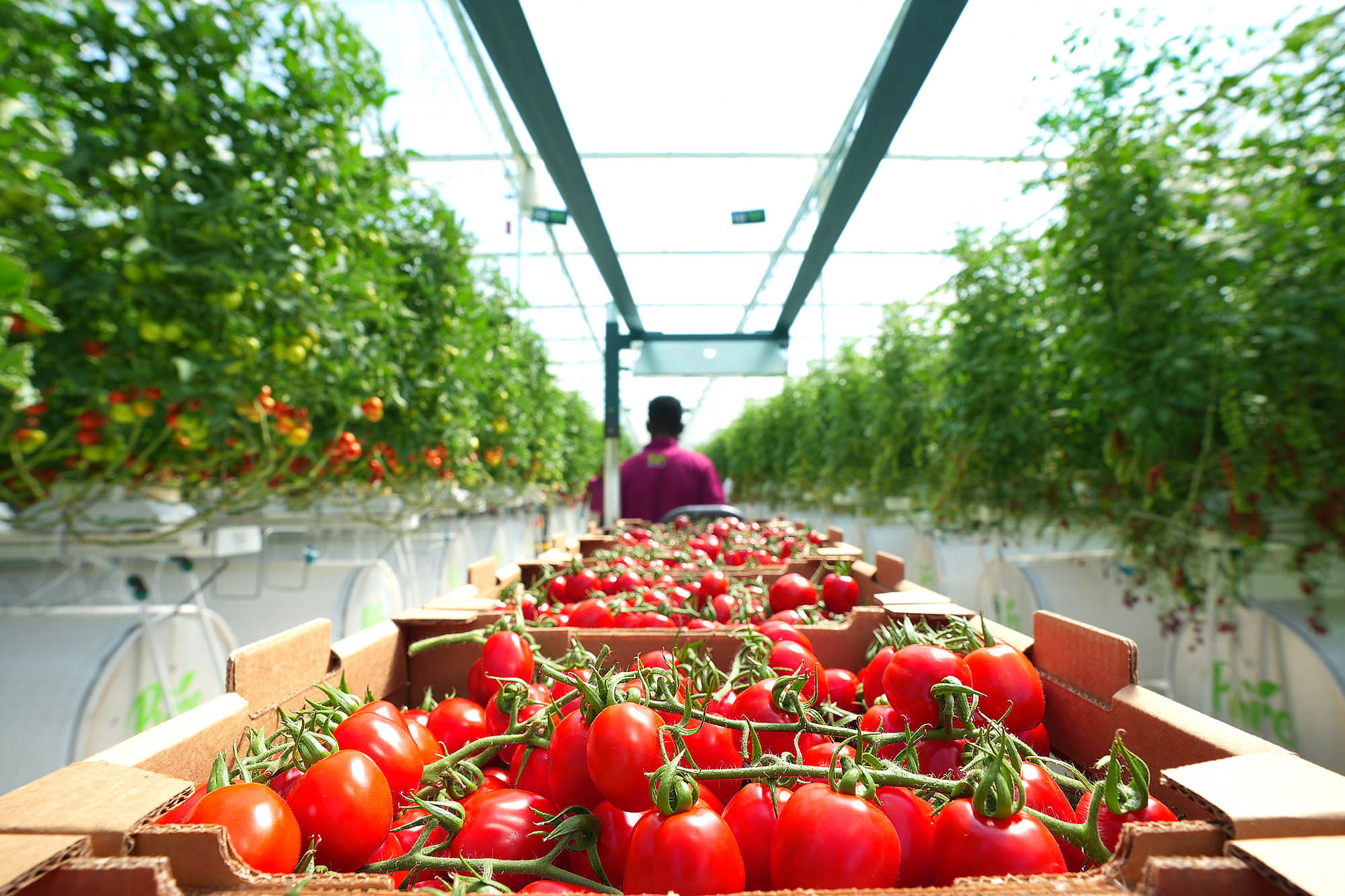 Tomatoes in Pure Harvest Greenhouse